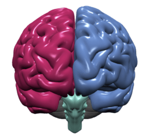 Image of cerebral cortex