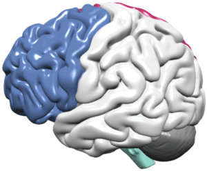 Image of frontal lobe