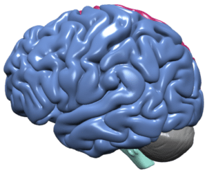 Image of left hemisphere of the brain