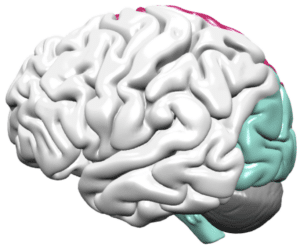 Image of occipital lobe