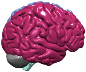 Image of right hemisphere of the brain