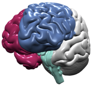 Image of sub cortical brain